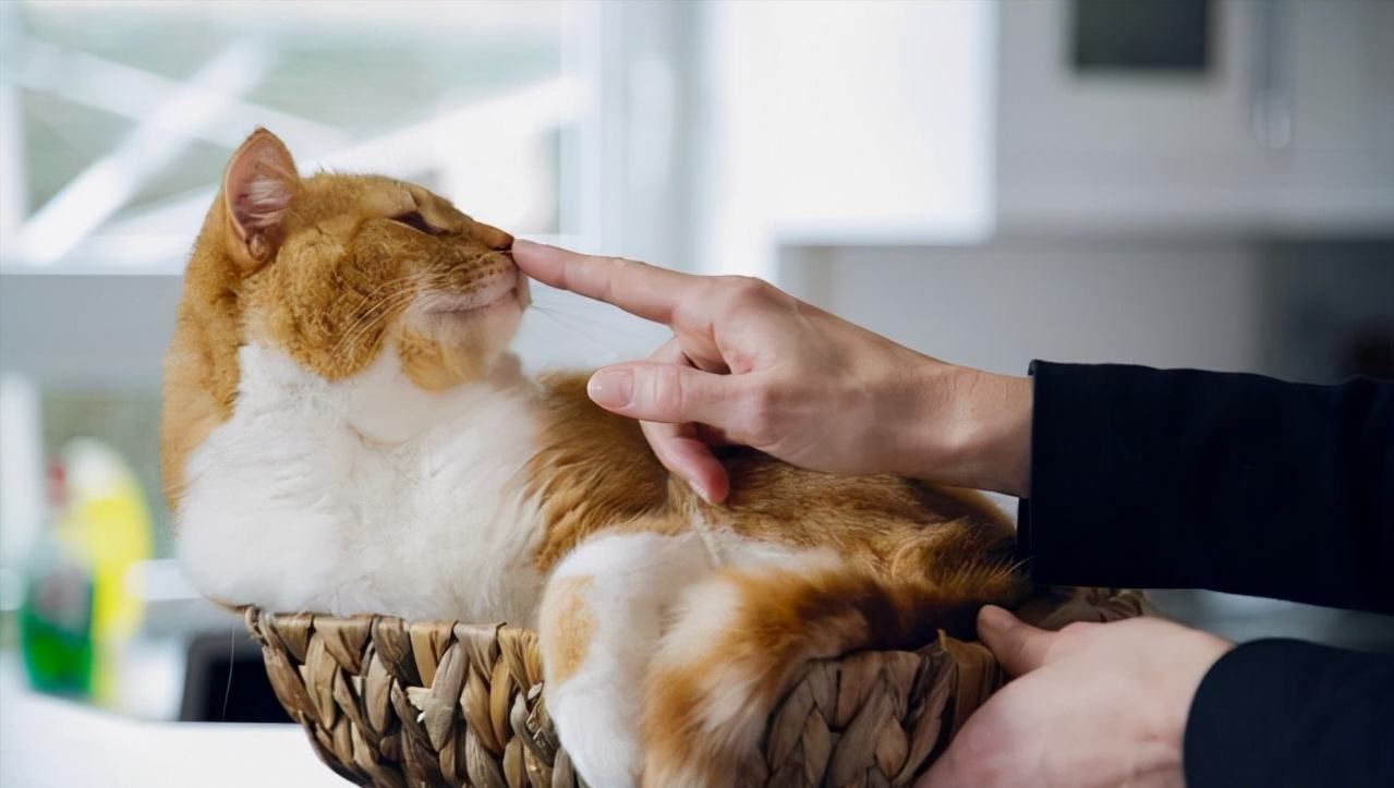 猫生很短，最想告诉你这20件小事，看完被感动到