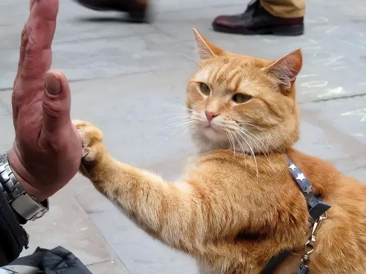 猫生很短，最想告诉你这20件小事，看完被感动到