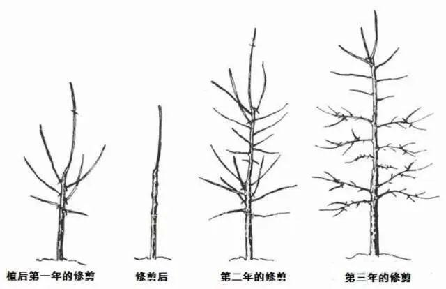 果树修剪技术图解