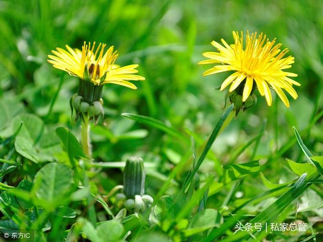 蒲公英花语象征与寓意