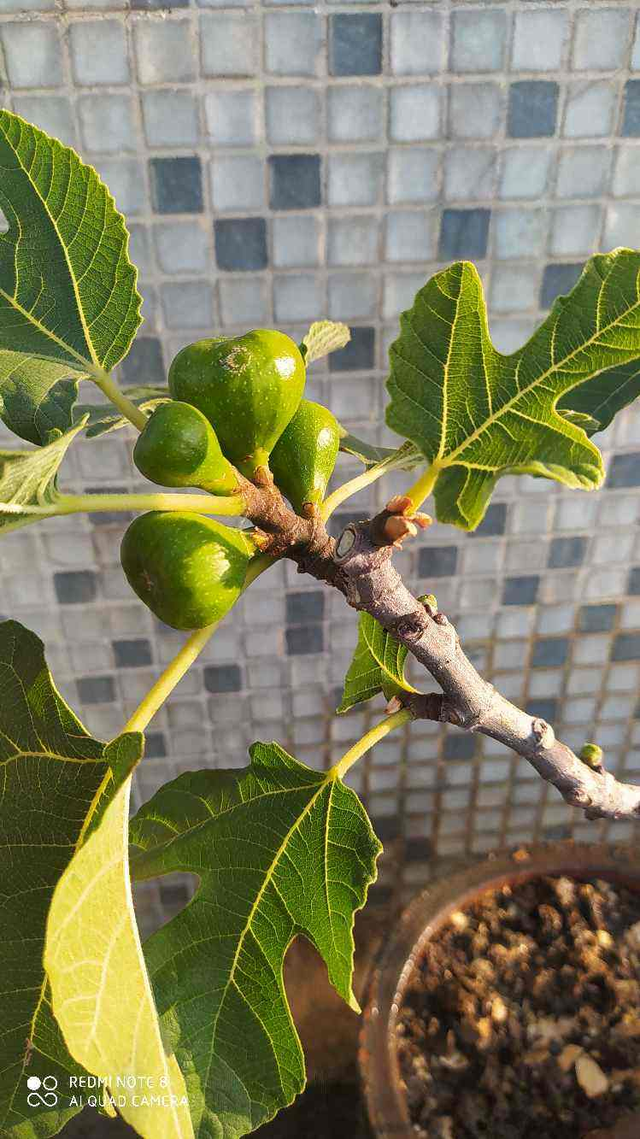 无花果开花吗有花吗