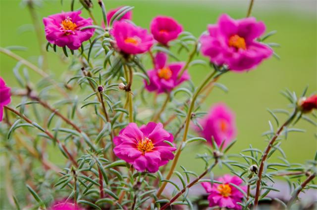 太阳花花语(太阳花花语经典话语)