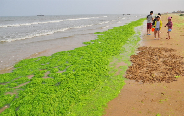 浒苔是什么东西