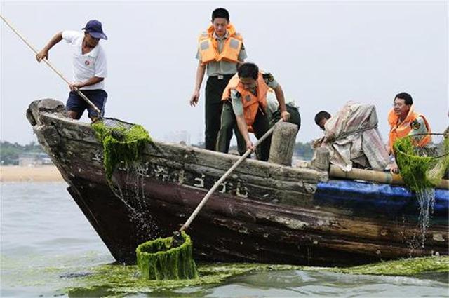 浒苔是什么东西