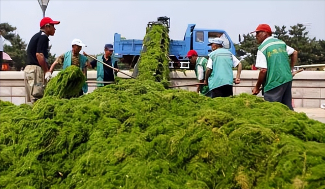 浒苔是什么东西