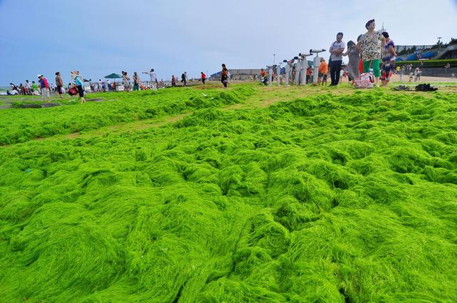 浒苔是什么东西