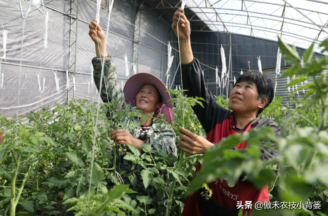 番茄的种植时间