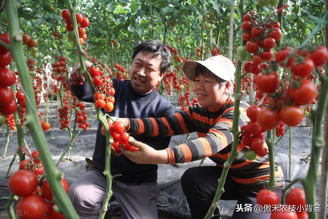 番茄的种植时间