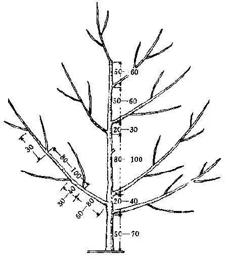 果树修剪技术图解