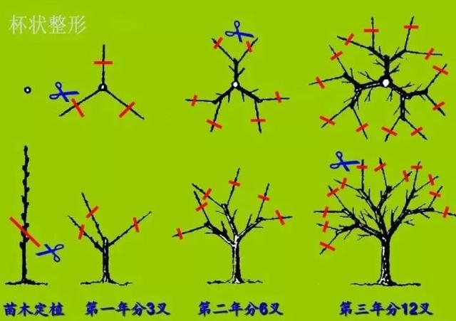 果树修剪技术图解