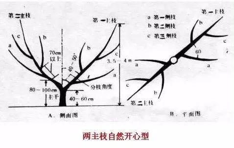 果树修剪技术图解