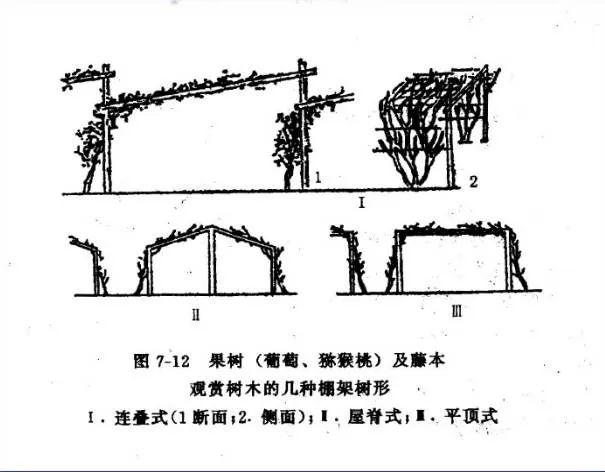 果树修剪技术图解