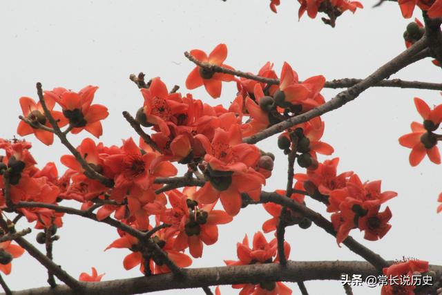 广州市市花叫什么名字