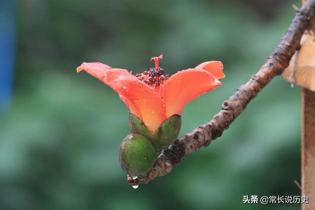 广州市市花叫什么名字