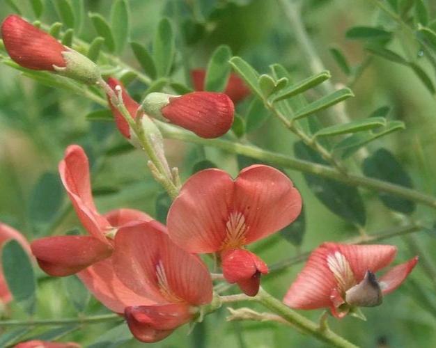 泡泡花是一种什么花