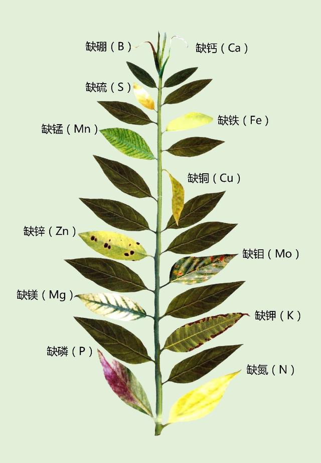 铁树叶子发黄的原因?怎么补救?