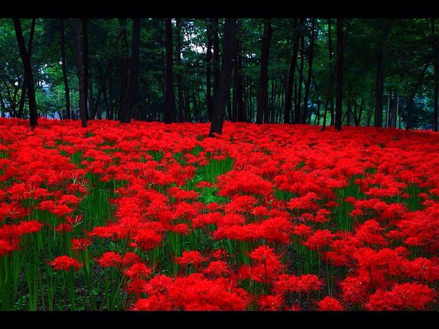 曼莎珠华和彼岸花一样吗