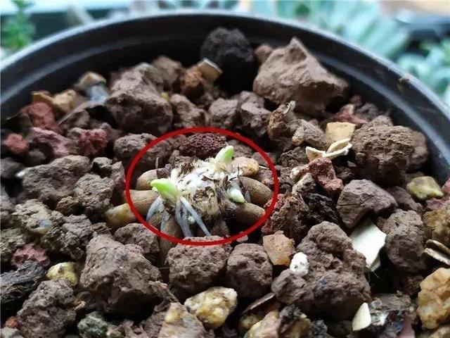 花毛茛种球种植方法和时间