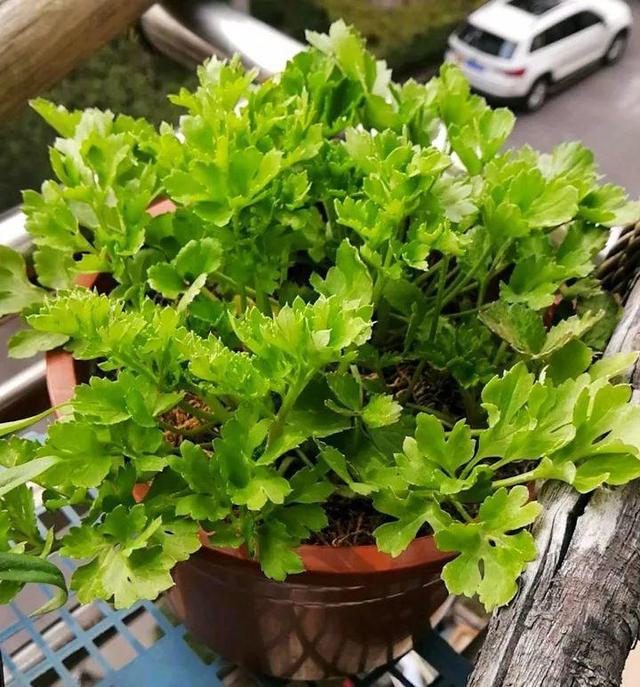 花毛茛种球种植方法和时间