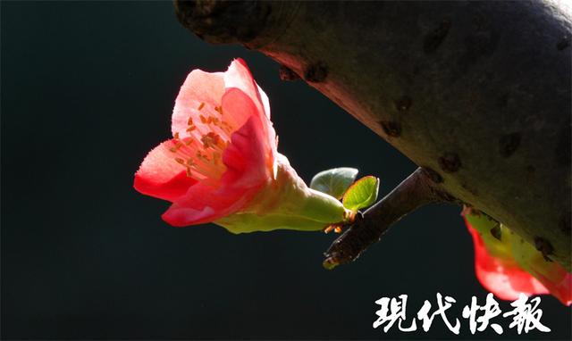 海棠花什么时候开放