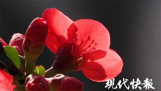 海棠花什么时候开放