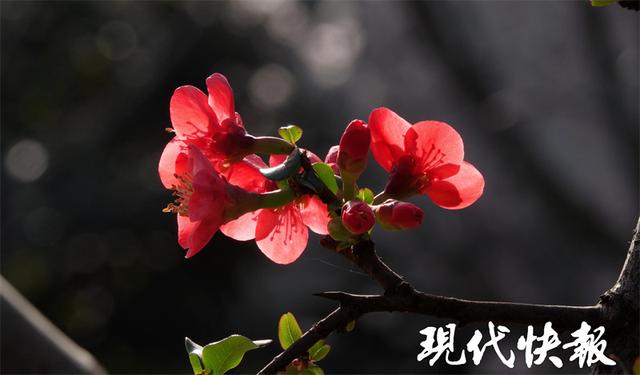 海棠花什么时候开放