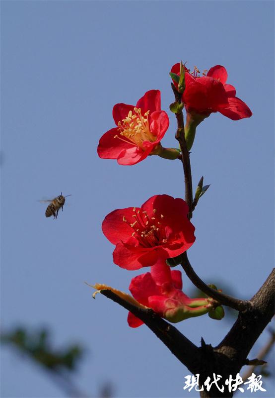 海棠花什么时候开放