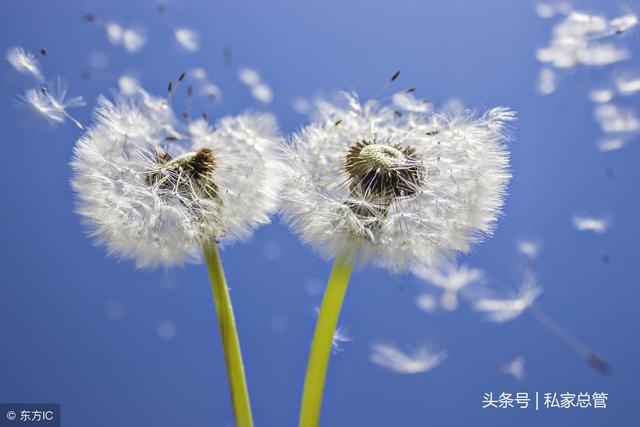 蒲公英花语象征与寓意