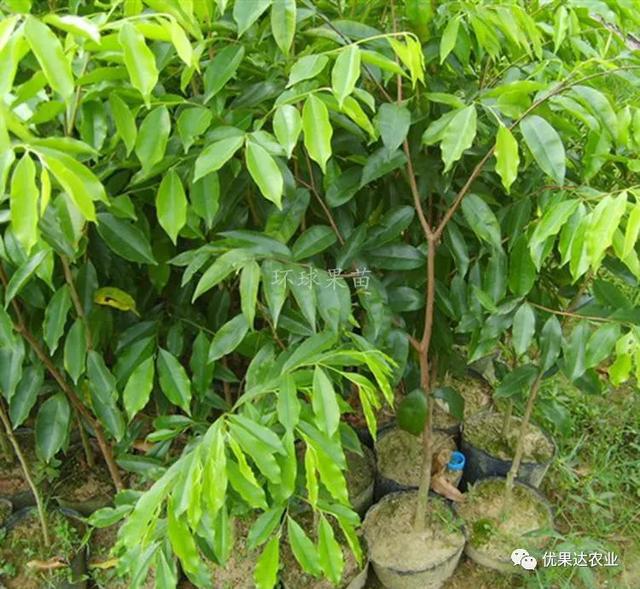 沉香树种植多少年才能结香