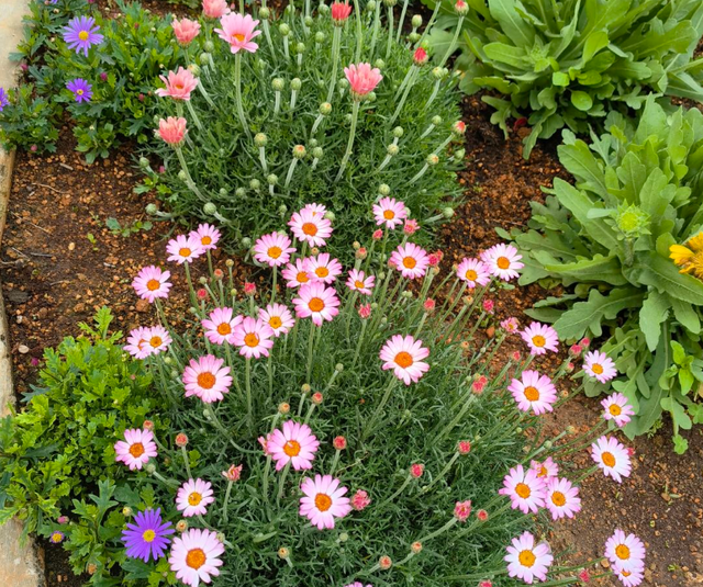 雏菊的花语是什么