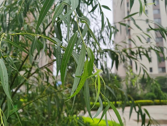 植物是怎么传播种子的方法有哪些