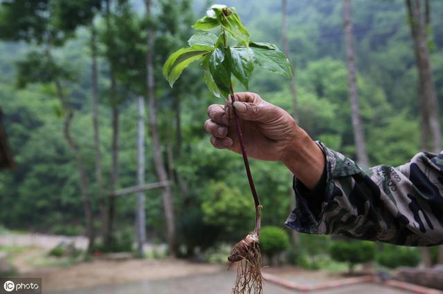 重楼种植技术与栽培管理