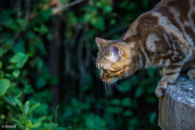 猫的寿命最长能活多少年