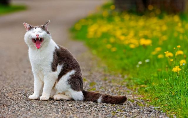 养猫好吗家里会带来财运吗