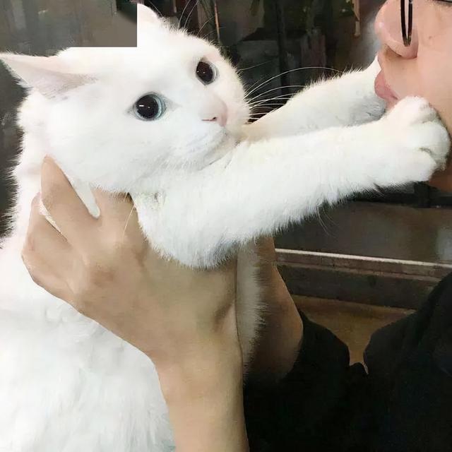 养猫好吗家里会带来财运吗