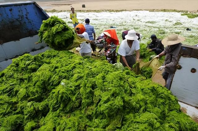 浒苔是什么东西