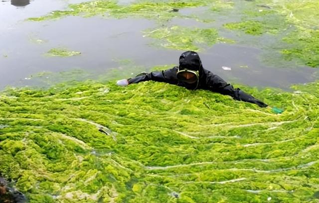 浒苔是什么东西