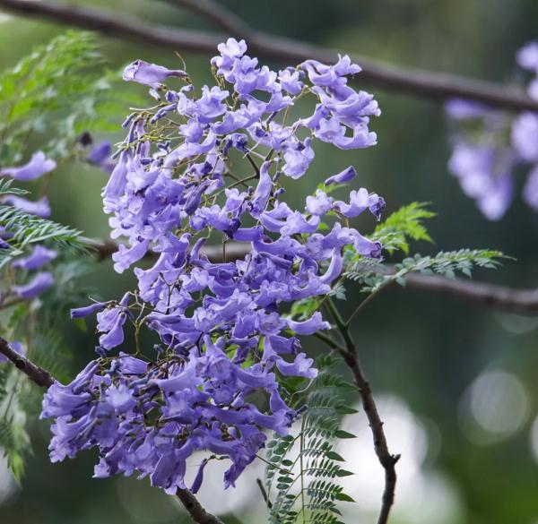 蓝花楹树图片大全