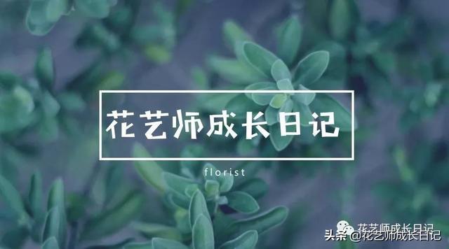 玫瑰花朵数的含义1-100