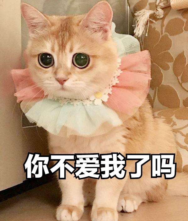 猫咪真正被“养得好”，会有这些表现，藏不住的