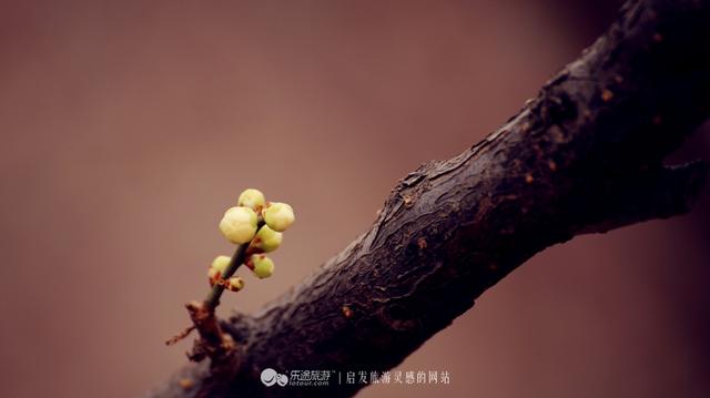 梅花的样子怎么描写