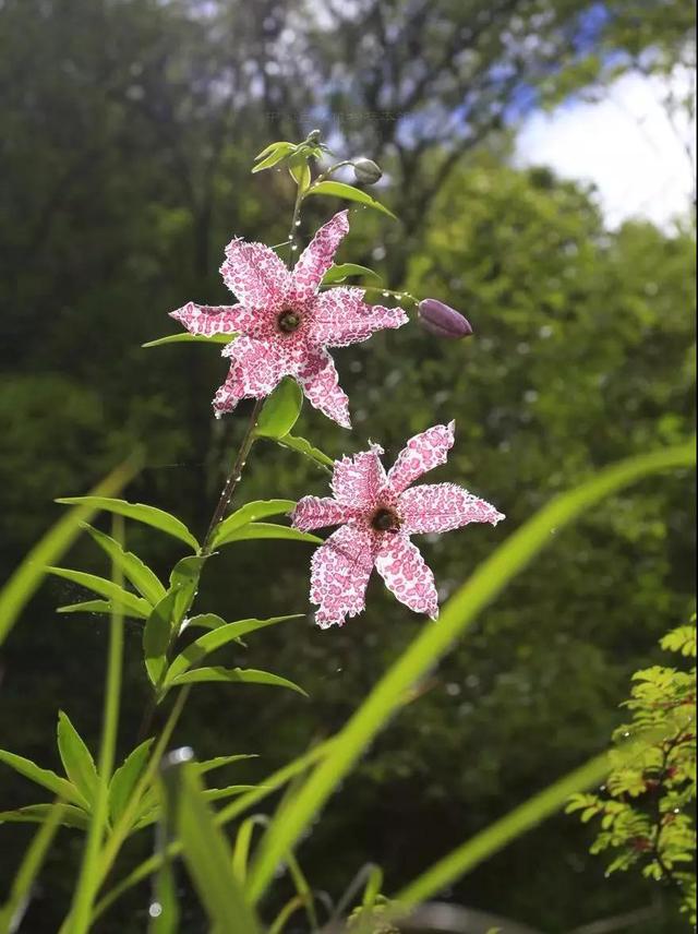 百合科(百合科植物有哪些)