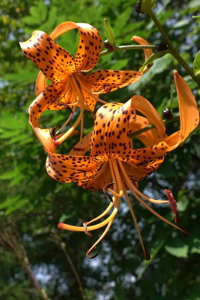 百合科(百合科植物有哪些)