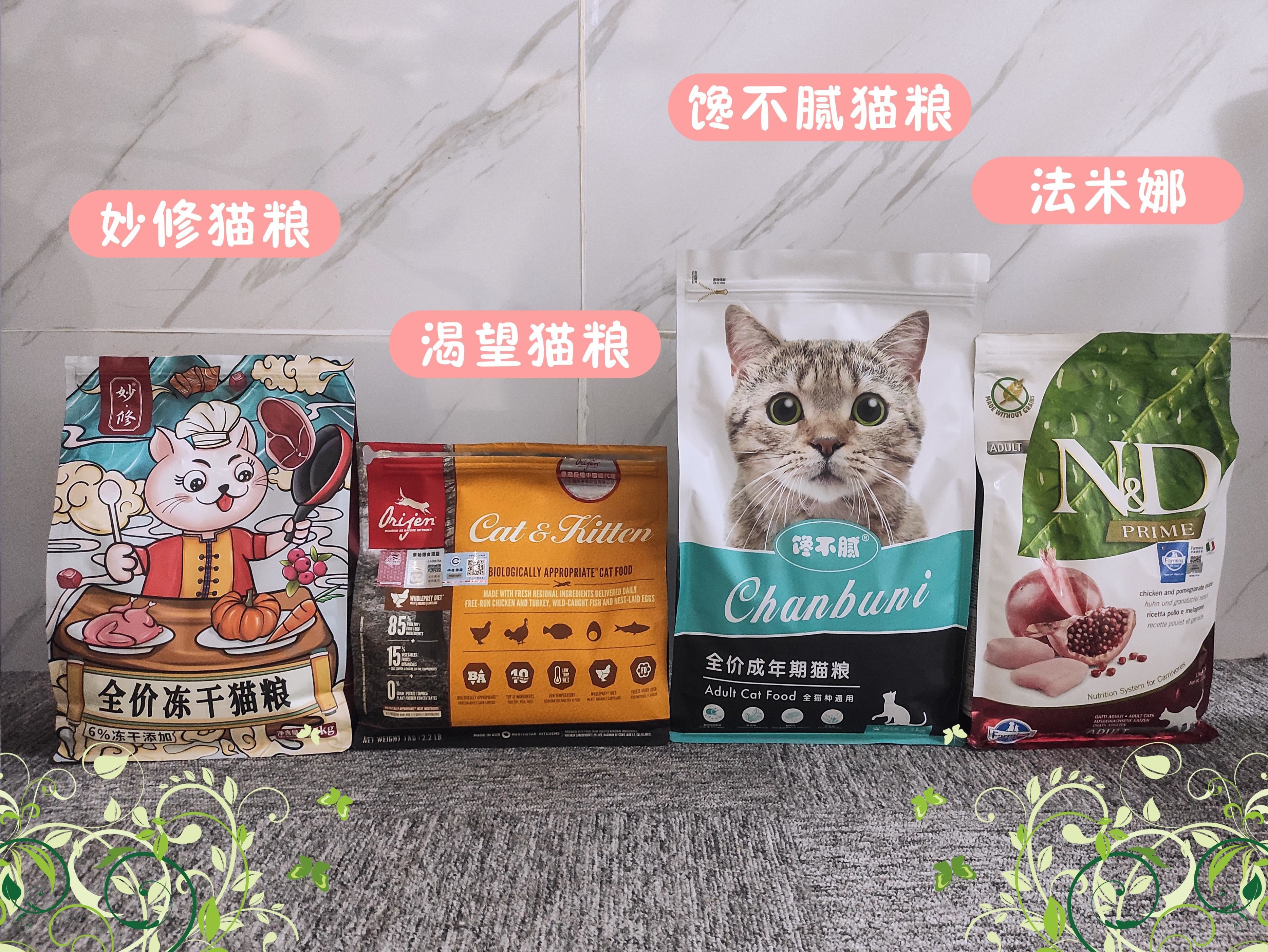 养公猫和母猫的区别有多大？过来人表示：都说到心坎里了