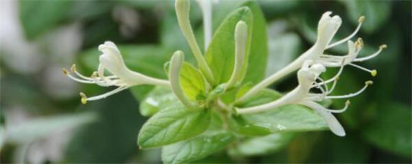 金银花种植技术与栽培管理