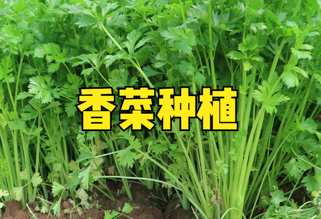 香菜种植时间