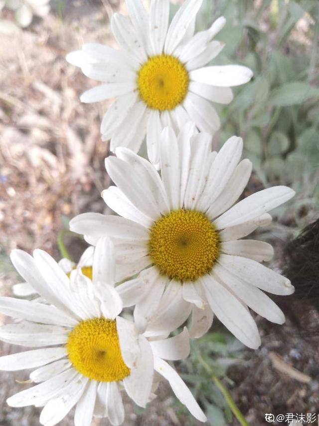 小雏菊的花语