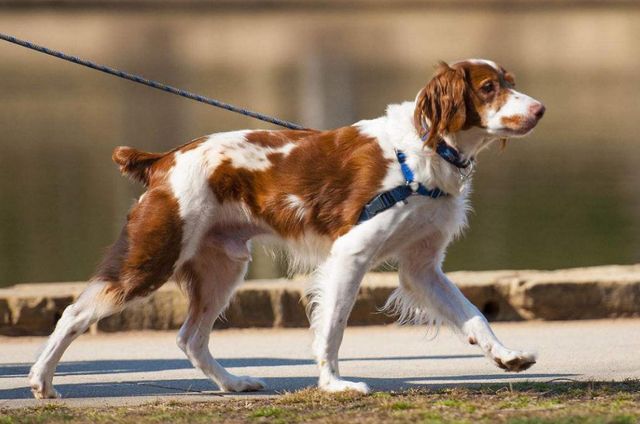 西施犬好养吗?