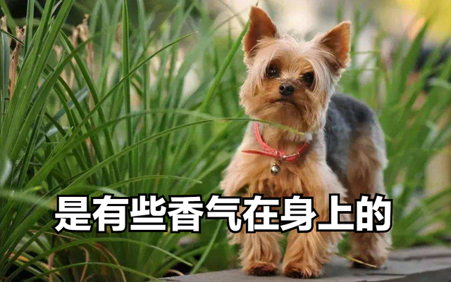 爱斯基摩犬价格多少钱一只