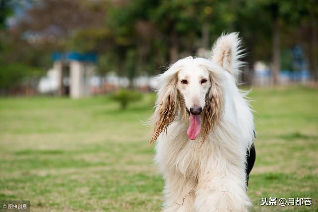 阿富汗猎犬多少钱一只